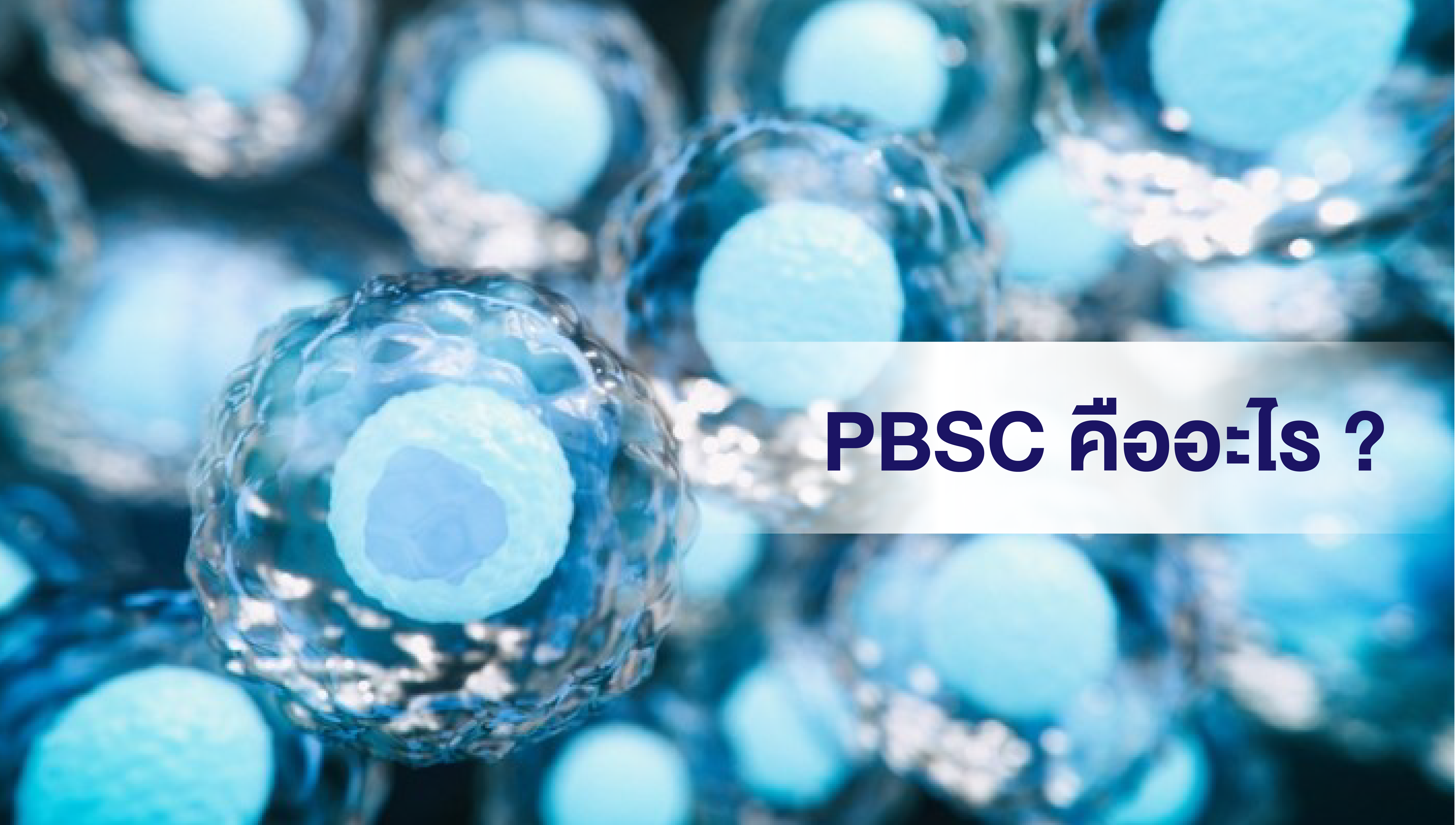 สเต็มเซลล์จากกระแสเลือด (Peripheral Blood Stem cell : PBSC)